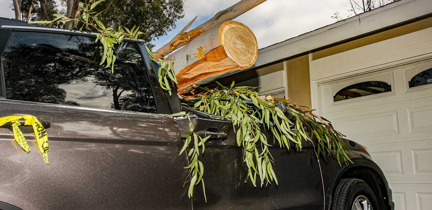 Fallen tree crushing a car underneath.